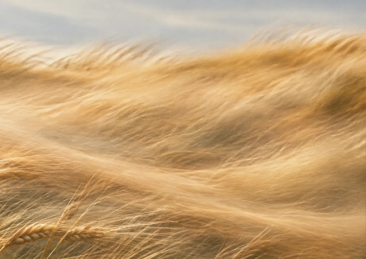 Golden Drift ライフスタイル