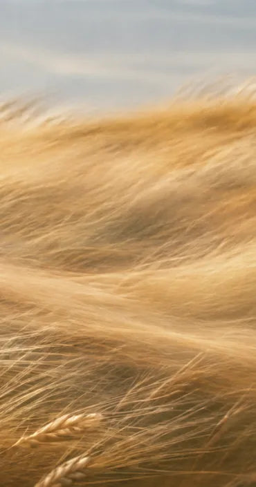 Golden Drift ライフスタイル