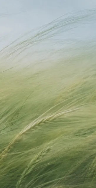 Surging Awn ライフスタイル